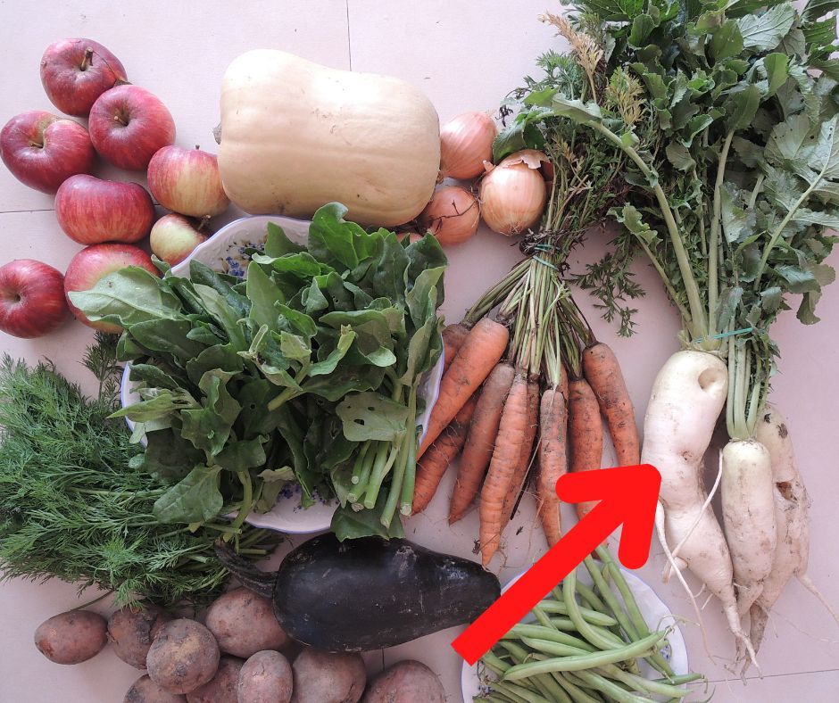 Bílá ředkev daikon